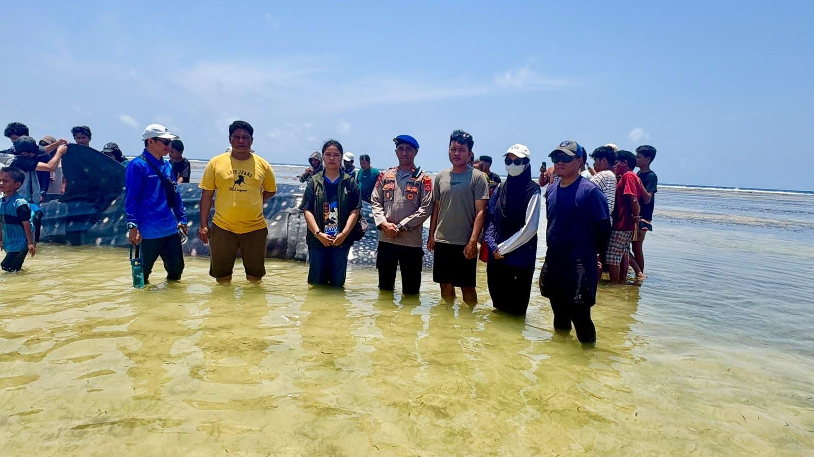 Paus Hiu Tutul Terdampar di Pesisir Matahora Wakatobi, Tim Gabungan Lakukan Upaya Evakuasi